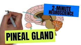 2Minute Neuroscience Pineal Gland [upl. by Anizor]