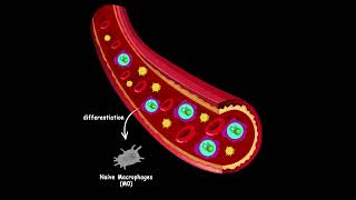 Where different macrophages come from [upl. by Bashemath]