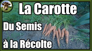 Une culture de carottes de A à Z au potager traditionnel  Astuces pour faciliter le désherbage [upl. by Roslyn]