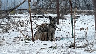 Two Puppies Trying to Warm their Chained Mama they Could only Beg in the Bitter Cold [upl. by Leahcimluap]