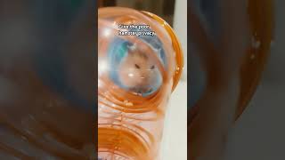 Police had to beat you up youtubeshorts fun hamster animals [upl. by Zarger]