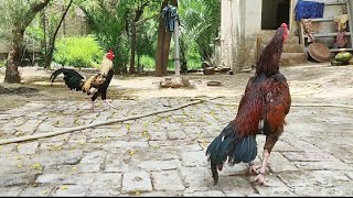 How rooster call each other for Fight  Hen vs Hen [upl. by Malachy]