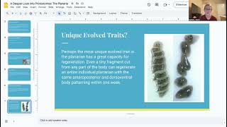 A Deeper Look into Protostomes The Planaria [upl. by Aihsel]