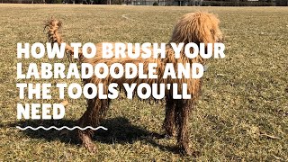 How To Brush Your Labradoodle And The Tools Youll Need [upl. by Ynaffik549]