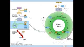 Formation of Acetyl CoA and Krebs [upl. by Fredrick164]