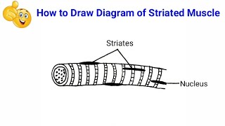 how to draw striated muscle in easy way  how to draw well labelled diagram of striated muscle [upl. by Alegnatal]