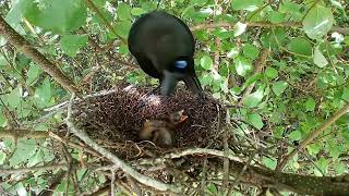 Rackettailed treepie bird Feed the baby in the nest well 5 [upl. by Cristian]