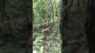 A praying mantis finishing off her ootheca nature angkor angkorjungle mantis [upl. by Hewes]