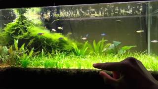 20 Gallon Long Planted Aquarium quotYear 1 Updatequot [upl. by Dall]