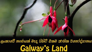 Galways Land National Park in Nuwara Eliya Sri Lanka [upl. by Yaakov144]