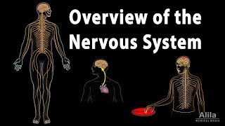 Overview of the Nervous System Animation [upl. by Ainelec645]