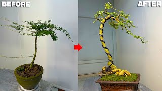 I have shaped this bonsai tree to be more neat and graceful  Suitable for beginners [upl. by Ayouqes]