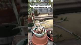 Euphorbia ambovombensis  Dwarf Euphorbia plants succlents nature fy [upl. by Xet]