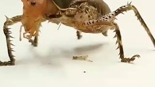 Nature is Scary Cosmoderus thorny armoured cricket smashing another cricket for lunch [upl. by Anua344]