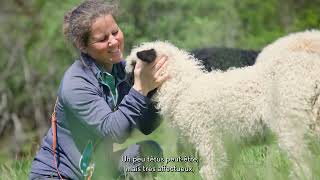 Petits frugaux et duveteux  ce sont les moutons nez noir du Valais [upl. by Joyann113]