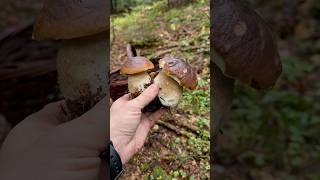 boletus funghi pilze mushroom grzyby гриби bushcraft outdoor грибы survival diy бушкрафт [upl. by Nottus960]