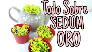 Sedum ORO JAPONICUM Cuidados y REPRODUCCION [upl. by Eatnohs483]