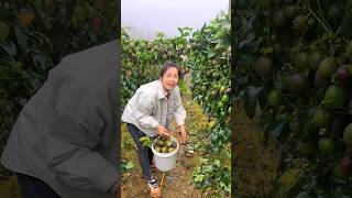 Amazing Landscape of Delicious Passion Fruit Farm  Passion Fruit Harvesting shorts satisfying [upl. by Lirbaj]