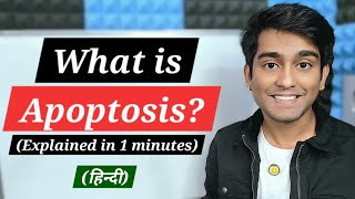 Learn What is Apoptosis The Programmed Cell Death Essential for Health in Biology [upl. by Jabe706]