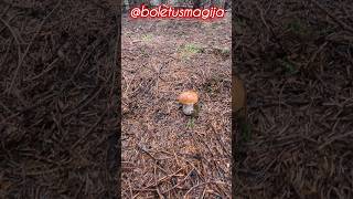 CepPorcinoBoleteSteinpilze shorts new nature forest trending viralshort foryou mushroom [upl. by Ennaylil]