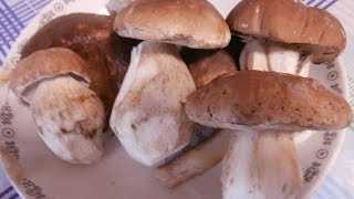 BOLETUS EDULIS Zamora 13102013 [upl. by Kahaleel]