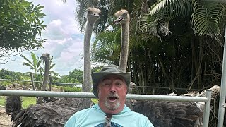 IGUANA PEOPLE IN HOMESTEAD FLORIDA AT EXOTIC OSTRICH AND EMU FARM WILL THEY BRING ANY TO BASE CAMP [upl. by Orola489]