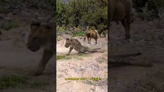 Warthog stares at lion Warthog stares at lion Animal World Fantastic Beasts Here Animal World Hi [upl. by Ardnas]