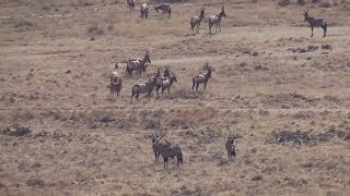 Hunting gemsbok in South Africa [upl. by Hyatt186]