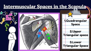 Spaces of Scapula Anatomy EASY  Upper Limb Anatomy [upl. by Rozina886]