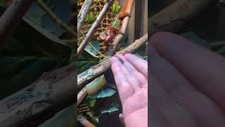 Hand feeding my Panther chameleon Igneon [upl. by Kelam967]