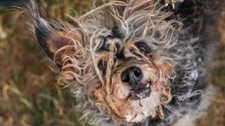 World’s Ugliest Dog Meet Quasi Modo – the Hunchback Hyena like Pooch Crowned Most Minging Mutt [upl. by Ybhsa207]