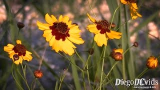 Coreopsis tinctoria  Plains coreopsis Asteraceae Margaridinhaescura [upl. by Ozzie]