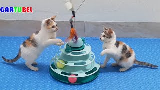 Cute Kittens With Funniest Situations  Cat Gartubel Practice Skills  Lovely Kitten Funny [upl. by Notlaw902]