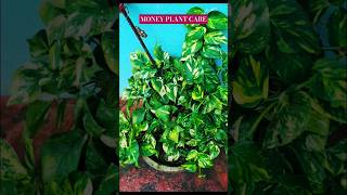 Money Plant care tips😍subscribe gardening moneyplant viralshort gardeningtips [upl. by Gowon]