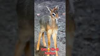 Cute Dikdik Antelope Family🥰nature animals funny antelope dikdik wildlife animalvideos [upl. by Belda48]