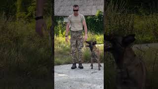 Army dogs training with soldiersarmy dogs pets armydog army soldier showdog explore ytviral [upl. by Yelrak]