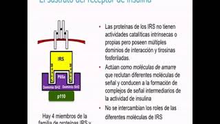 Endocrino 4  Fisiología del Páncreas y del Tejido Adiposo  parte 14 [upl. by Ahsead347]