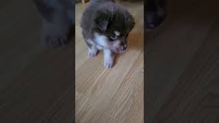 Finnish Lapphund puppy 5 weeks old [upl. by Sinnylg]