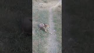 Pregnant Brown Stray dog relaxing in evening  Mountain Village  Nature Buddies shorts viralvideo [upl. by Bywaters]