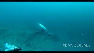 Divers Free Giant Oceanic MantaRay from Tangled Nets in Maldives [upl. by Dylane570]