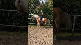 Dressage haflinger passage en piaffe [upl. by Northey]