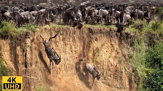 Great Migration Battle for Survival Wildebeest Crossing River Crocodile  Serengeti National Park [upl. by Ambrogio162]