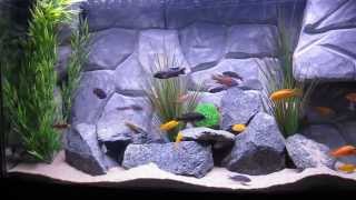 75 Gallon African Cichlids Tank with DIY Background [upl. by Eirrak308]