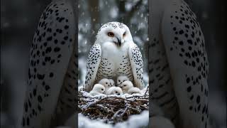 Mother Owl Keeps Her Chicks Safe in Snowystorm owl snow mother trending [upl. by Dirtsa]