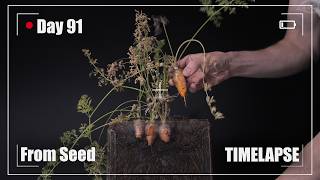 🥕 CARROT Growing from Seed Time Lapse  90 Days [upl. by Hamid253]