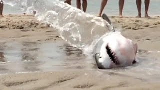 Beachgoers save stranded great white shark [upl. by Nuawaj]