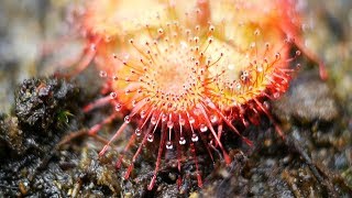 Drosera burmannii [upl. by Twitt]