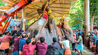 മംഗലാംകുന്ന് അയ്യപ്പനെ കണ്ണീരോടെ യാത്രാമൊഴി നൽകി പതിനായിരങ്ങൾ💐  Mangalamkunnu Ayyappan 😥 [upl. by El]