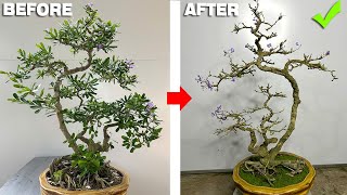 How to create a simple bonsai tree for beginners is very easy for anyone to do [upl. by Towers]