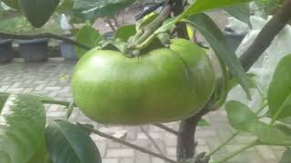 Tabulampot Black Sapote [upl. by Aerdnahc755]